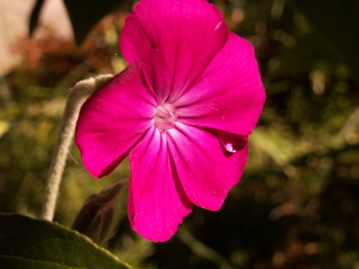 Silene coronaria