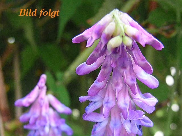 Vicia cracca