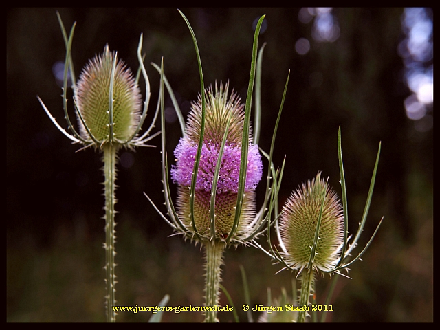 Dipsacus fullonum 