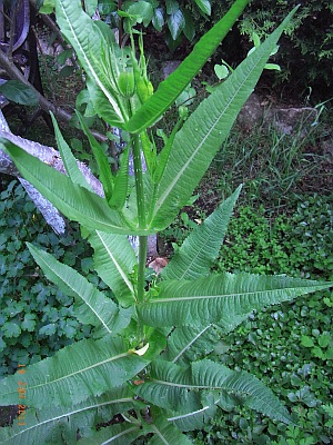 Dipsacus fullonum 
