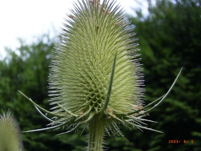 Dipsacus fullonum 