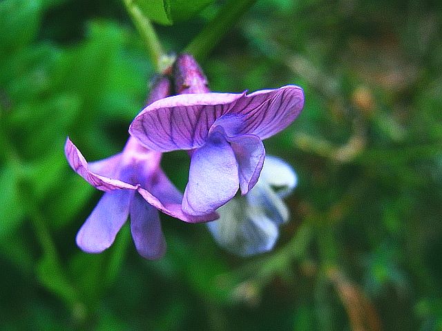 Vicia sepium