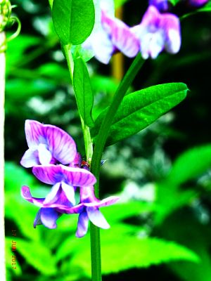 Vicia sepium