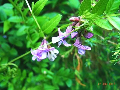 Vicia sepium