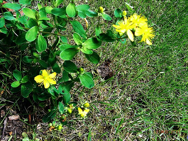 Hypericum elegans