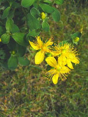 Hypericum elegans