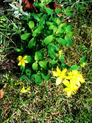 Hypericum elegans