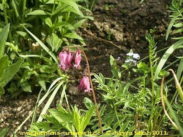 Dicentra eximia 'Spring Morning'