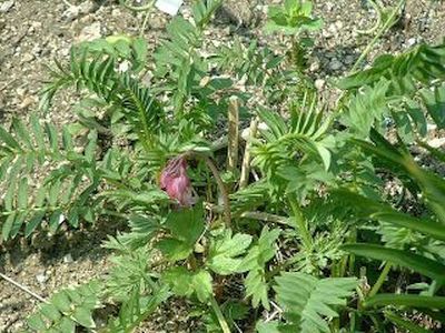 Dicentra eximia 'Spring Morning'