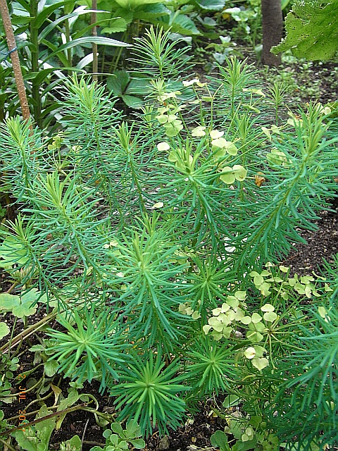 Euphorbia cyparissias