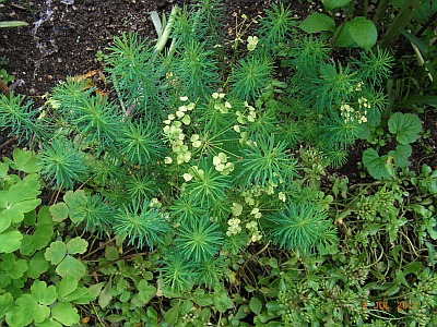 Euphorbia cyparissias