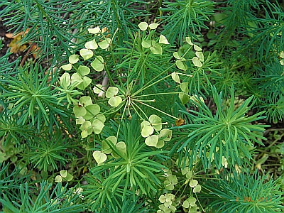 Euphorbia cyparissias