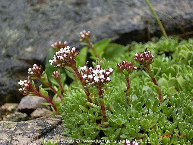 Crassula setulosa 'Milfordiae' 