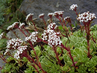 Crassula setulosa 'Milfordiae' 