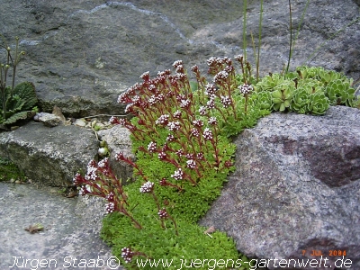 Crassula setulosa 'Milfordiae' 