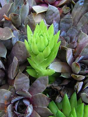 Jovibarba globiferum subsp. allionii