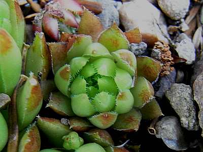 Jovibarba globiferum subsp. allionii x 'JOV02'