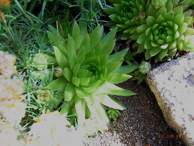 Jovibarba globiferum subsp. arenaria x 'JOV03' 