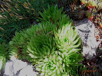 Jovibarba globiferum subsp. arenaria x 'JOV03' 