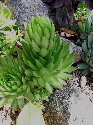 Jovibarba globiferum subsp. arenaria x 'JOV03' 