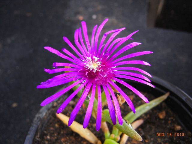 Carpobrotus rossii