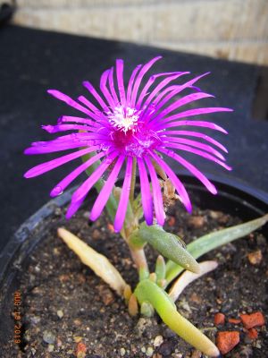 Carpobrotus rossii
