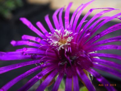 Carpobrotus rossii