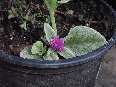 Aptenia lancifolia