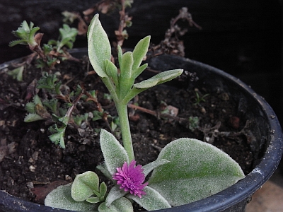 Aptenia lancifolia