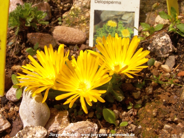 Delosperma lineare 'Golden Nugget'