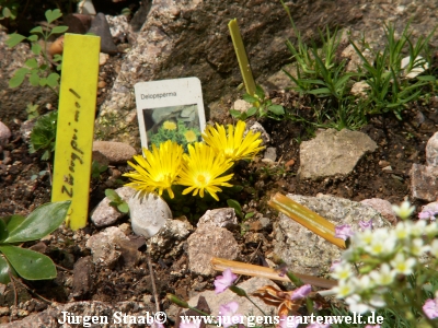 Delosperma lineare 'Golden Nugget'