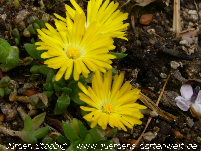 Delosperma lineare 'Golden Nugget'