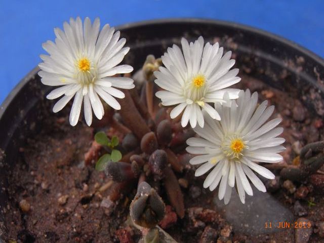 Delosperma lineare 'Jewel of Desert Moonstone'