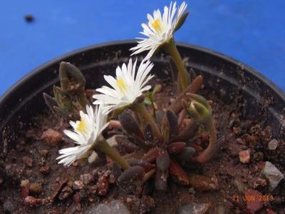 Delosperma lineare 'Jewel of Desert Moonstone'