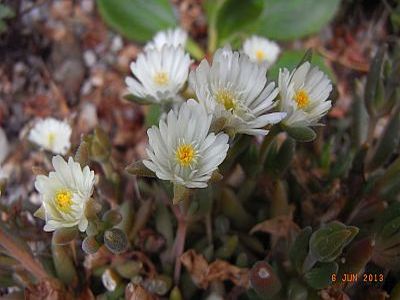 Delosperma lineare 'Jewel of Desert Moonstone'