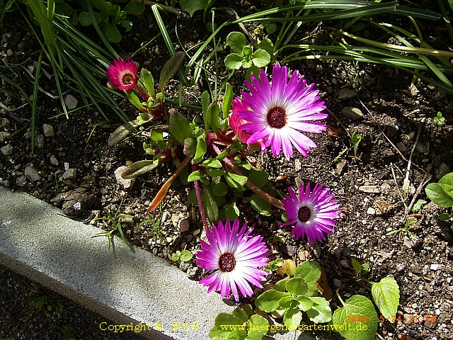 Dorotheanthus bellidiformis 