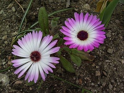 Dorotheanthus bellidiformis 