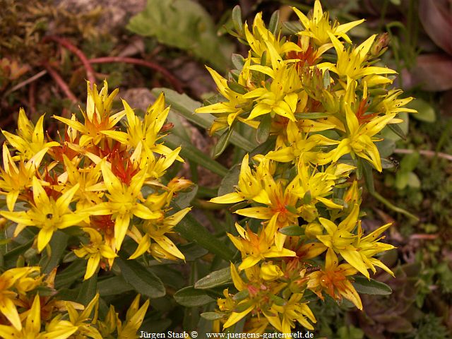 Sedum aizoon 'Euphorbioides'