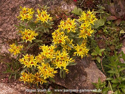 Sedum aizoon 'Euphorbioides'