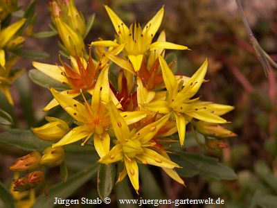 Sedum aizoon 'Euphorbioides'