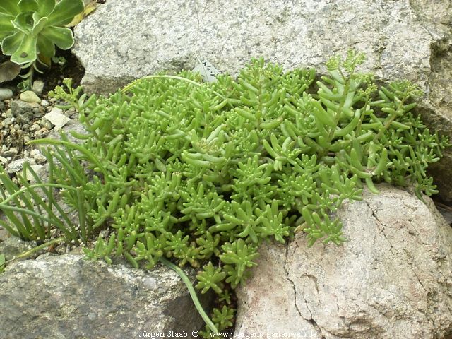 Sedum album 'Cristata'  