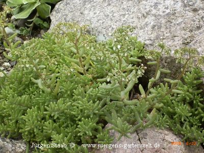 Sedum album 'Cristata'  