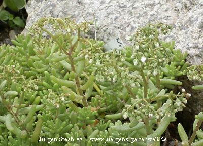 Sedum album 'Cristata'  