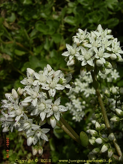 Sedum dasyphyllum 'Luigi Pirandello'  