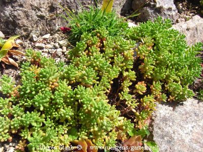 Sedum dasyphyllum 'Luigi Pirandello'  