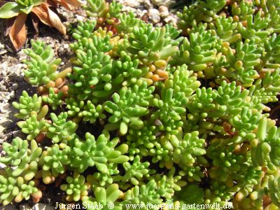 Sedum dasyphyllum 'Luigi Pirandello'  