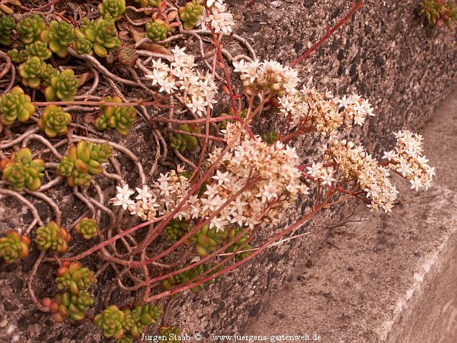 Sedum divergens