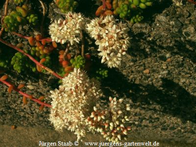 Sedum divergens
