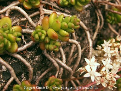 Sedum divergens