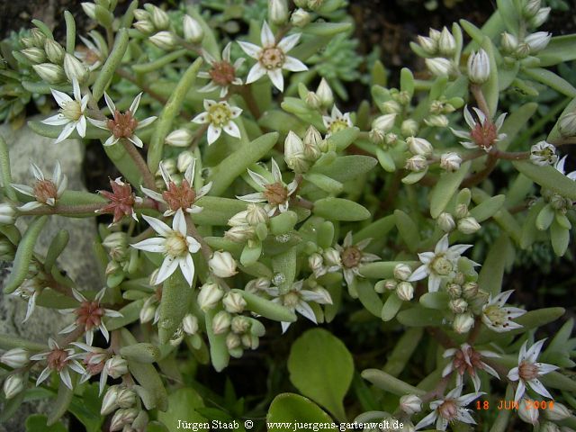 Sedum hispanicum